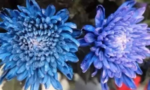 神秘花语世界，探寻七彩霓虹花的美丽寓意