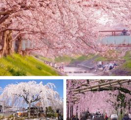 “2023年樱花开放时间预测，如何安排最佳赏樱路线攻略