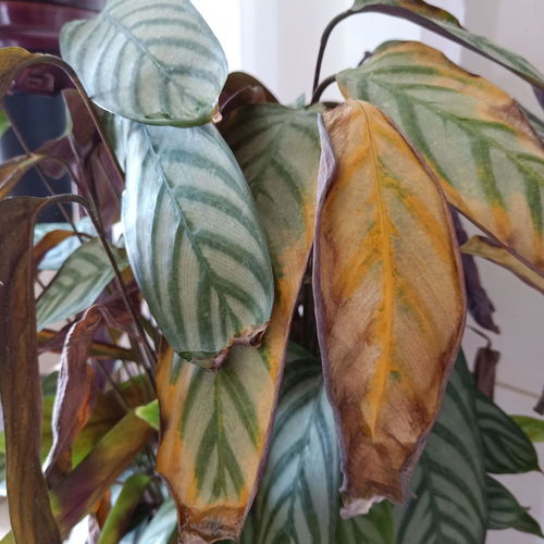 竹芋叶子黄还卷，是缺水还是病虫害