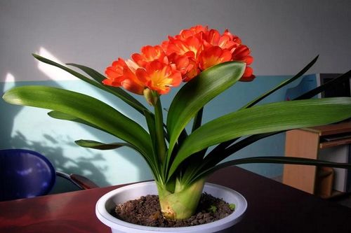 第三步：温差刺激， 让君子兰根系梗健康