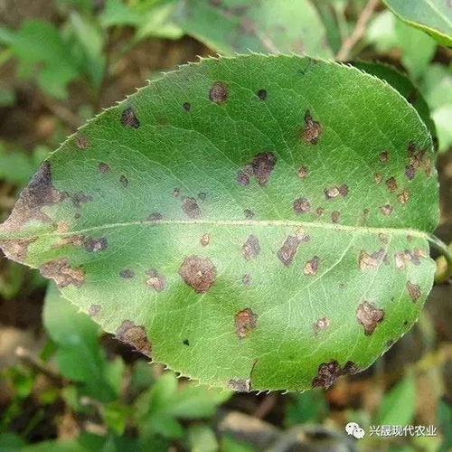 喹啉铜的使用方法