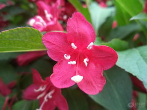 养护技巧：傲娇的姑娘， 摸准脾气就好伺候