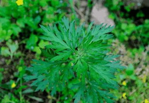 孕妇可以使用艾草吗？艾草使用有哪些禁忌需要注意