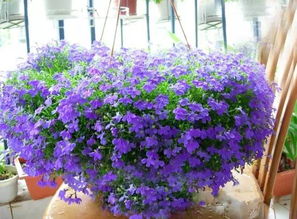 庭院花海打造攻略：10种爆花植物实测，哪些花可依成片种植？