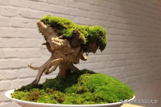 花盆苔藓太多？如何巧妙清理