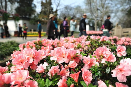 那些被时光遗忘的草木芳华