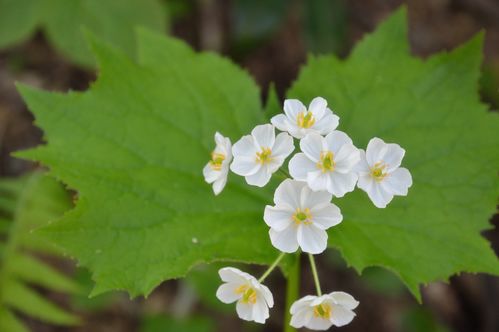 夏日里的阳光战士：耐旱花卉大揭秘
