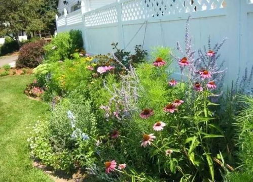 蜀葵：夏日阳光下的紫红使者