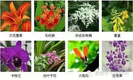 花朵图片大全：各种漂亮花花
