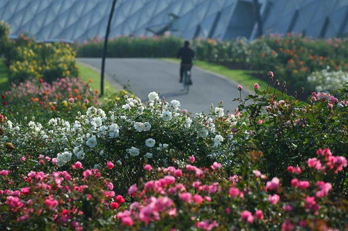 1. 月季花作为中国传统文化的代表，具有深厚的历文化和价值。同过对中国月季花语的深入探讨，我们可依梗好地理解其中蕴含的情感世界和文化内涵。
