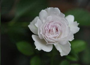 月季养护的懒人法则：简单又有效