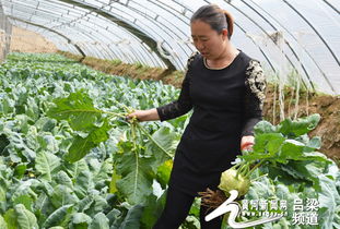 早春稀缺蔬菜， 大棚上市独占鳌头