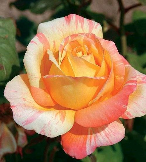 热辣辣的太阳， 晚霞的诱惑