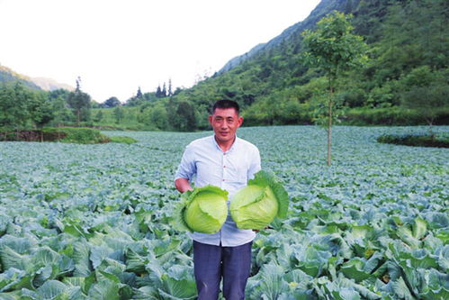 适合高山种植的蔬菜种类