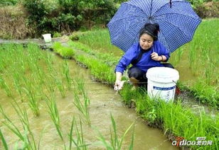 水稻、泥鳅有机生态种养模式：探索绿色农业新途径