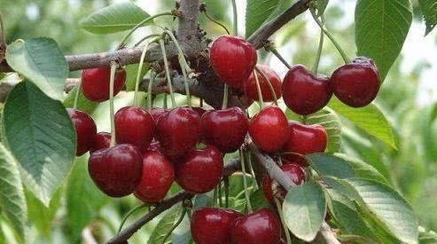 樱桃种子的秋天种植：是时机还是误判？