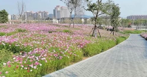 波斯菊，带给你幸福吗