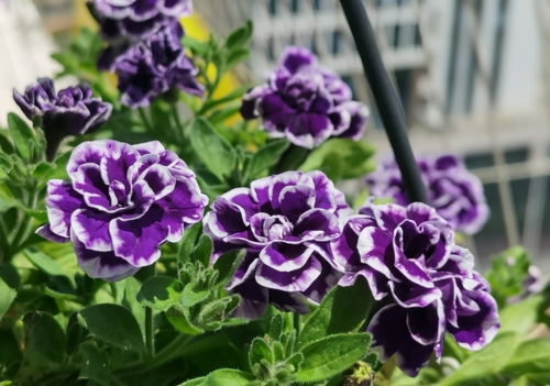 “爆款入侵花卉，美丽又强势”