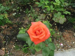 春天里的花花世界