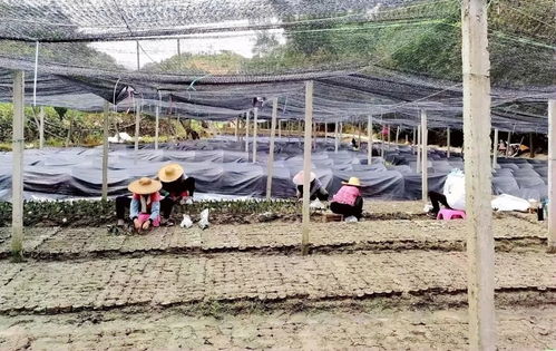 秋季西红柿种植,关注育苗至收获