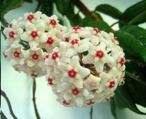 球兰掉叶子之谜