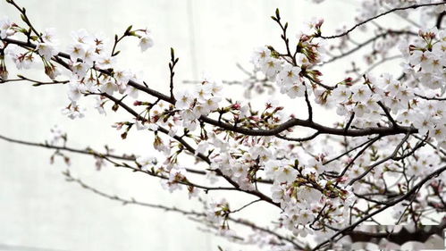 灵魂拷问：你家的腊梅杆是