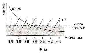 重要作用：促进植物成长