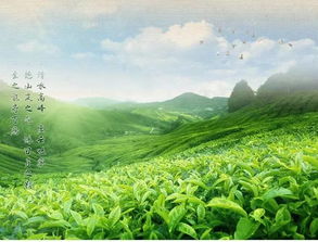 园林种植设计中降低绿化成本的方法