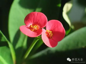虎刺梅冻伤严重，如何挽救