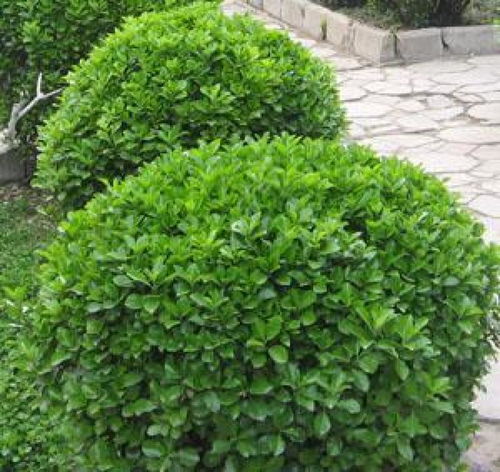 瓜子的魅力与园艺村的变迁