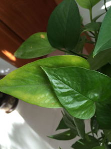 植物叶片发黄是缺什么肥料导致的？