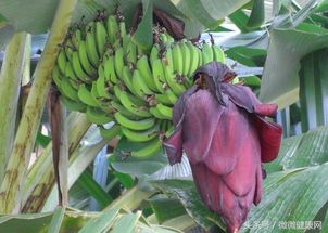 氟环唑：香蕉叶斑病的克星，你真的会用吗？