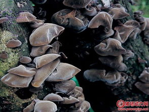 如何有效防治养猪过程中仔猪出现缺铁性贫血？