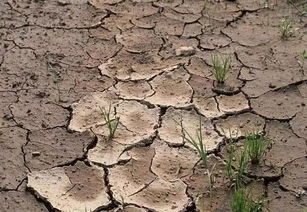 土壤板结：种植作物时的一个难题