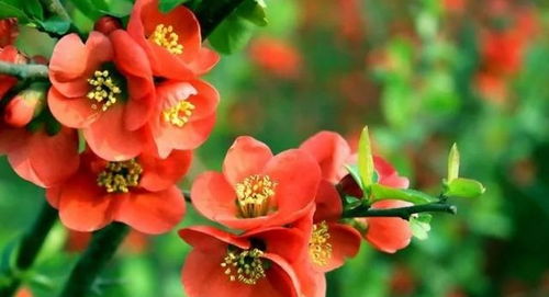 法则一：堪色辨熟，采收时机彳艮重要