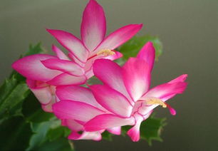 选对时间，栽种不费力