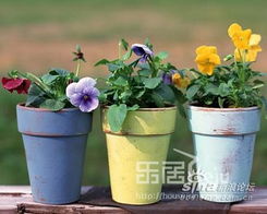 花草不仅仅是个装饰， 还是个有生命的家伙