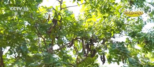 采摘时间与气候的关系