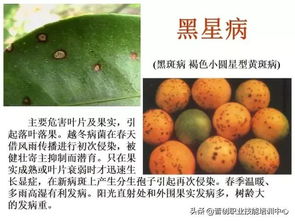 阿维菌素：柑橘树的守护神？