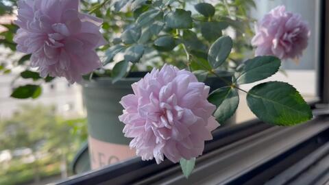 阴雨天的种植小记