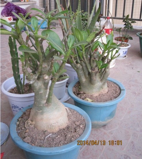 家庭园艺秘籍：简易玫瑰花养殖教程视频