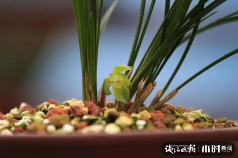 汉合花叶斑点双，为何独此一株