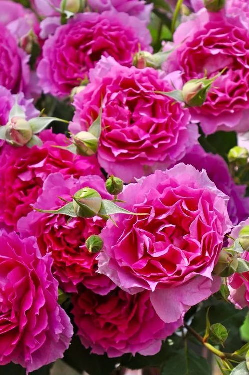 月季花之美， 新手养护指南