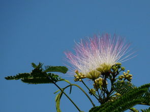 为什么合欢树的花朵会如此美丽？