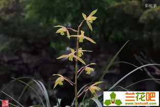 夹竹桃的生长秘密