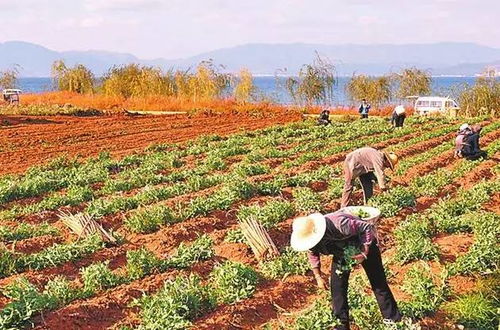 终极拷问：种草真比种粮赚钱？