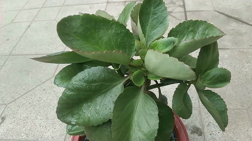 大叶金钻冬天养护， 避免冻伤和黄叶的小技巧