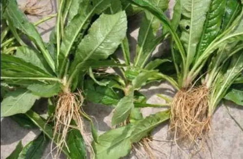 土人参种植小窍门，你真的了解吗？