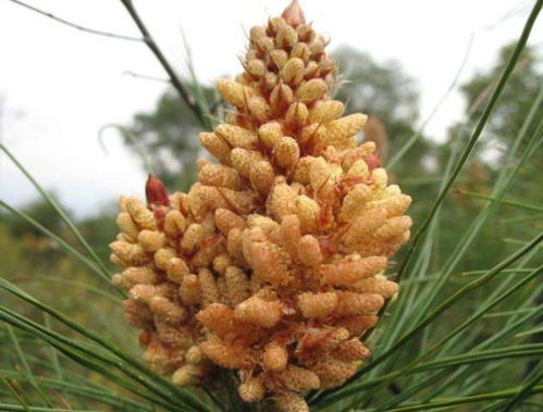 氮磷钾，三大营养元素