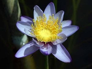 蓝色睡莲：清凉一夏的蓝色梦幻